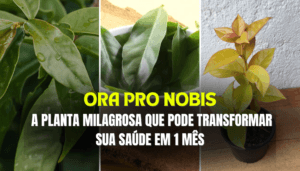 ORA PRO NOBIS A PLANTA MILAGROSA QUE PODE TRANSFORMAR SUA SAÚDE EM 1 MÊS